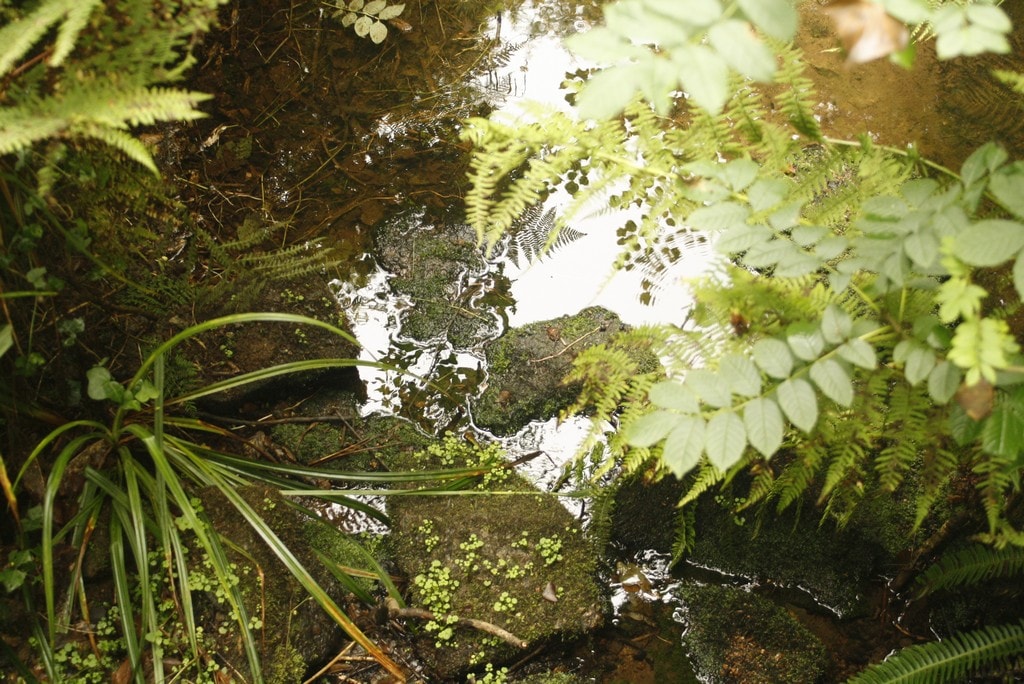 ecoles partenaire REFLEXOLOGIE